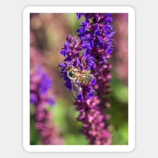 Bee on ornamental sage Sticker